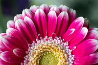 Bloem