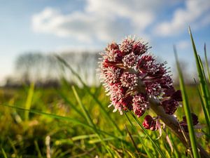 Flower in the evening sun by Stijn Cleynhens