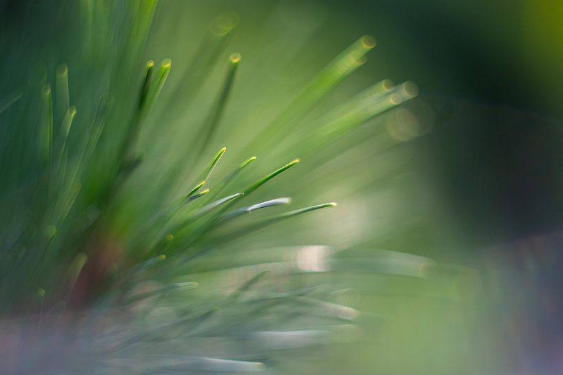 Die Details der Natur sind entscheidend - Green Needles von Alexander Tromp
