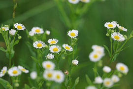 Blumen von Foto Studio