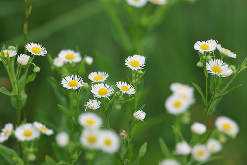 Blumen