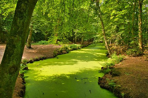 De groene beek in Bergen in Noord-Holland