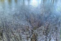 sunken tree