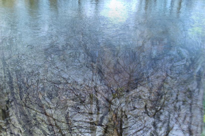 versunkener Baum (sunken tree) von Margit Färber