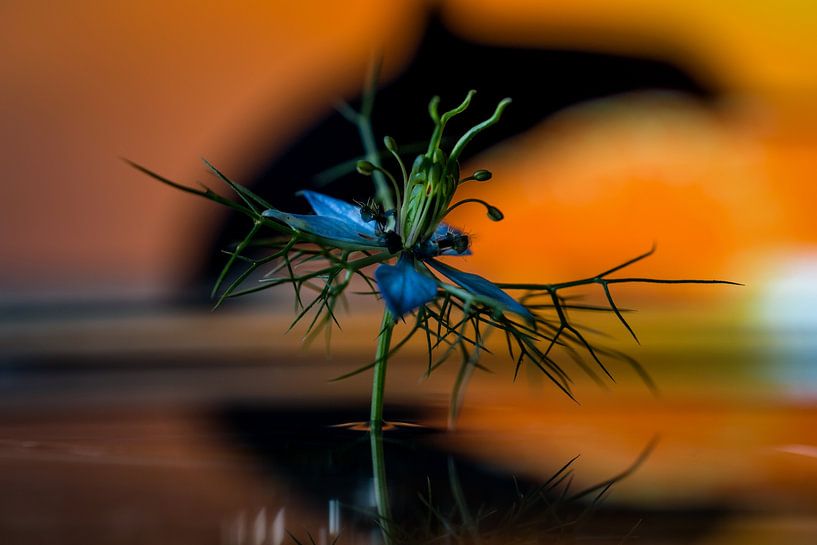 Kleine Dame in grünem Delphin Hintergrund Großaufnahme von Frank Ketelaar