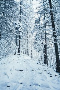 Montée dans la forêt d'hiver sur Patrycja Polechonska