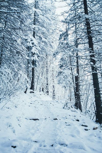 Uphill In Winter Forest by Patrycja Polechonska