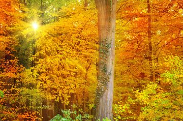 Herfstbos van Bo Valentino