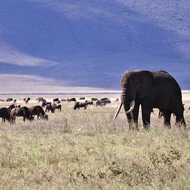 De olifant op de savanne van Bart van Mastrigt