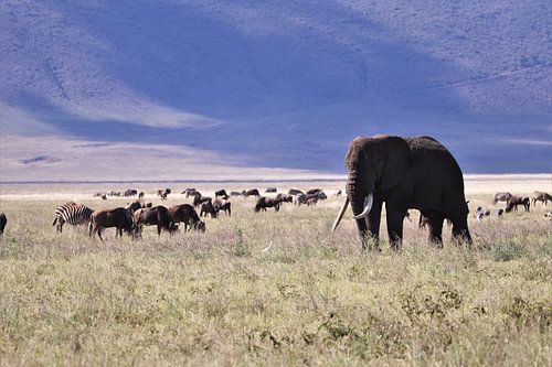 Der Elefant in der Savanne