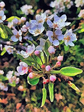 Beautiful Pear Blossom