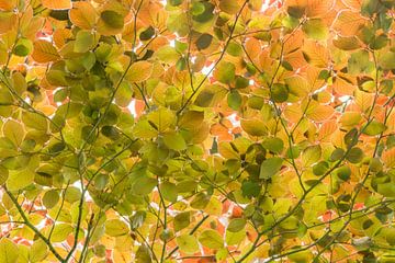 Feuilles de printemps vert menthe