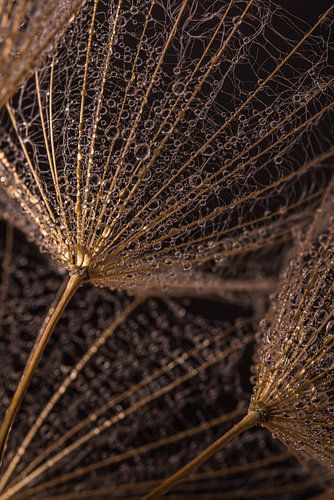 De goudkleurige pluisjes dragen de kleine druppeltjes