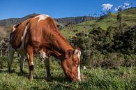 Rode koe in de natuur in de bergen van Salento, Colombia, Zuid-Amerika von Romy Wieffer Miniaturansicht