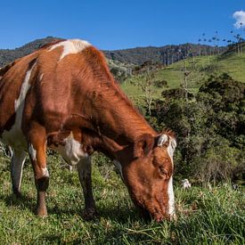 Rode koe in de natuur in de bergen van Salento, Colombia, Zuid-Amerika van Romy Wieffer
