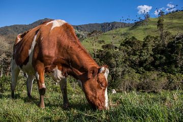 Rode koe in de natuur in de bergen van Salento, Colombia, Zuid-Amerika van Romy Wieffer