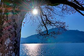 Sun kisses tree landscape by Roith Fotografie