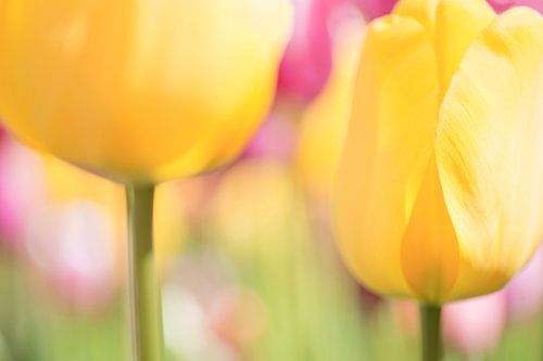 Kleurenexplosie van Hollandse tulpen in een bollenveld
