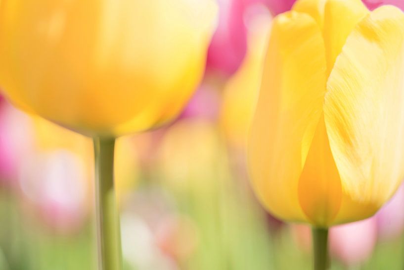 Colour explosion of Dutch tulips in a bulb field by Birgitte Bergman