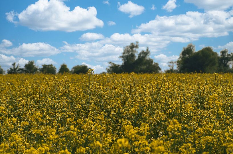 Uitzicht over een geel koolzaadveld van Martin Köbsch