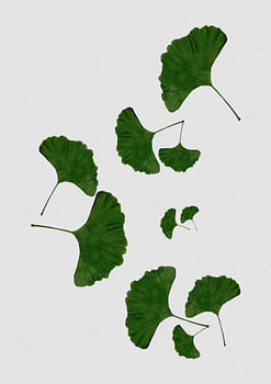 Ginkgo-Blatt I