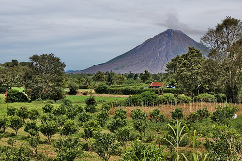 '’s young orchard: fruit trees beneath the volcano