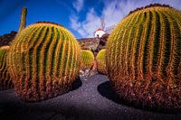 Mill among the cacti