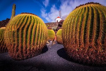 Mill among the cacti by Dirk Keij-Bron