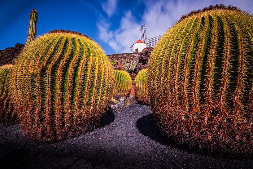 Molen tussen de cactussen van Dirk Keij-Bron