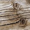 Wood by Sarah Richter