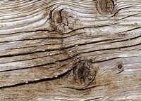 Holz