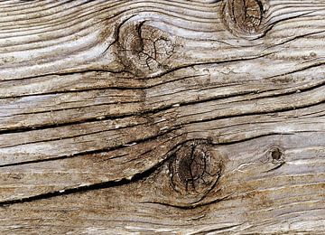 Wood by Sarah Richter