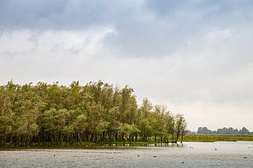 Aan de oevers van het Lauwersmeer van J.P. Zwart