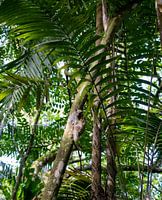 Fliegender Lemur Malaysia