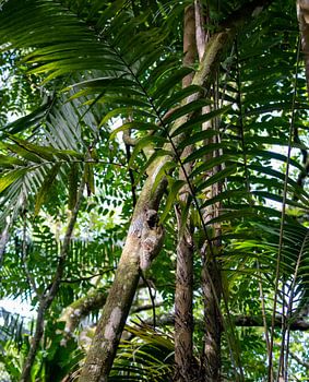 Lémurien volant Malaisie