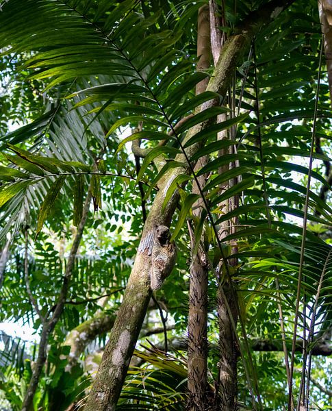 Flying lemur Maleisië van A.Westveer