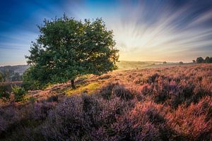 Posbank in de ochtend - part 2 van Edwin Mooijaart