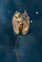 Aquatic plant 2
