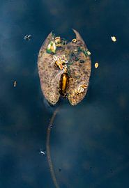 Wasserpflanze 2 von Reinder Tasma