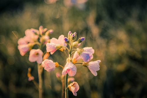 Pinksterbloem in de ochtendgloren