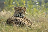 Snapped by the leopard!