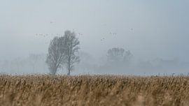 Neblig im Schilfgürtel von Abe Bakker