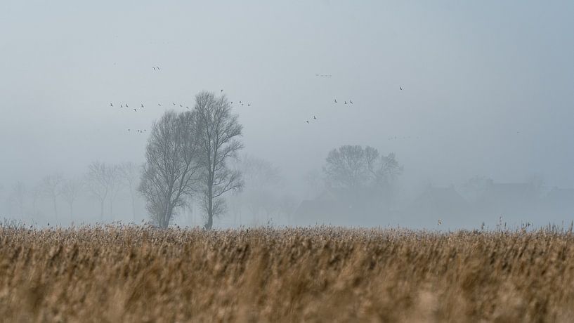 Misty in the reed beds by Abe Bakker