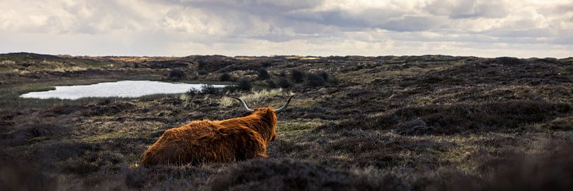 Hooglandse Dreamer : le regard pensif d'une vache à Texel par AVP Stock
