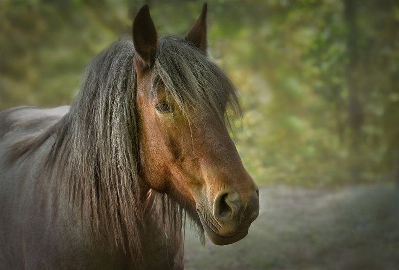 Pferd von Dieter Beselt
