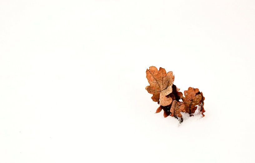 Oakleaf in snow  par Pim Feijen