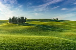 Zypressenhain, Val D'Orcia, Toskana, Italien