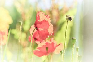 Coquelicots
