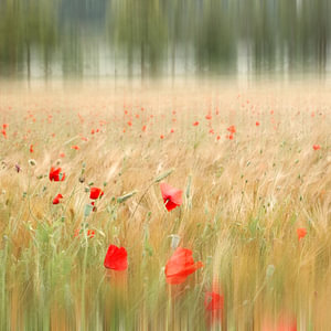 sommertraum