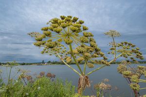 Fähre Eck und Rad von Moetwil en van Dijk - Fotografie